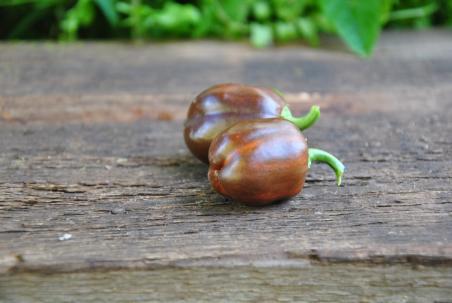 Madame Paraplü Variegated