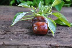 Madame Paraplü Variegated