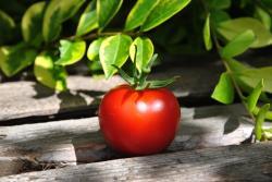 107/22 Mołodeżnyj dwarf