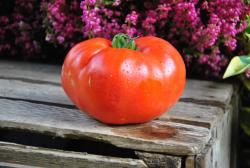 Livingston's Favorite