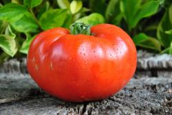 Livingston's Favorite