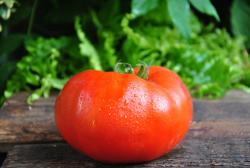 Livingston's Favorite