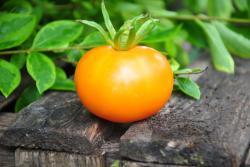 113/22 Summertime gold dwarf