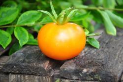 113/22 Summertime gold dwarf