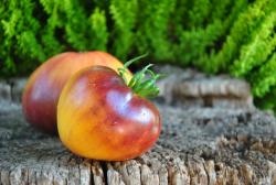 Sofia's Ginger Comet