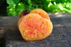 Sofia's Ginger Comet