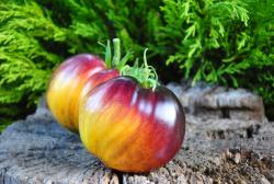 Sofia's Ginger Comet