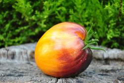 Sofia's Ginger Comet