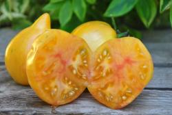 Rebel starfighter vt16 yellow