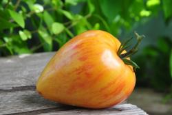 Rebel starfighter vt16 yellow