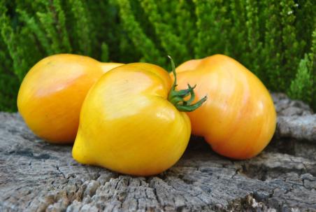 Rebel starfighter vt16 yellow