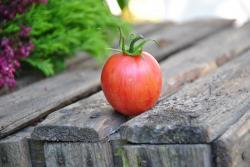 114/22 Shugar  plum dwarf