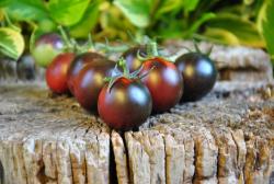 Helsing Junction Blues