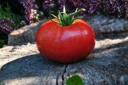 115/22 Hannah's prize dwarf