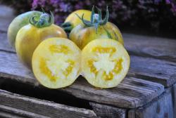 Primary colors angora włochaty