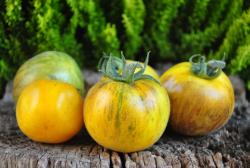 Primary colors angora włochaty