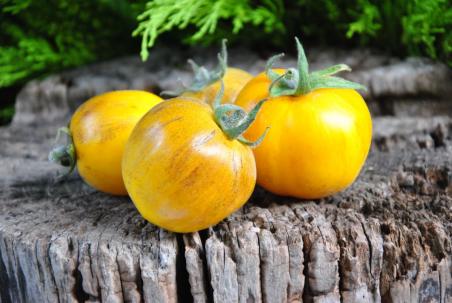 Primary colors angora włochaty