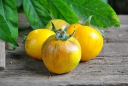 Primary colors angora włochaty