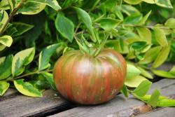 119/22 Fred tie diye dwarf