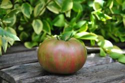 119/22 Fred tie diye dwarf