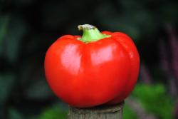 edesalma lekko ostra