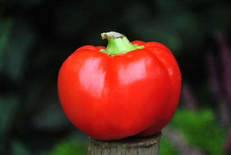 edesalma lekko ostra