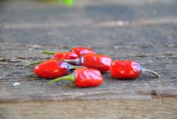 TURKISH FLOWER BIBER