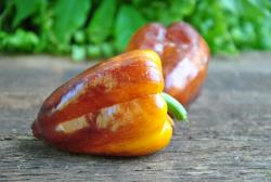 Golden purple carnation