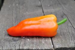 Radyżnoye coltyszko