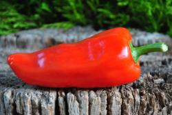 Radyżnoye coltyszko