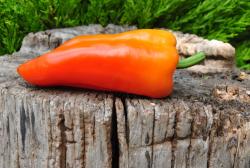 Radyżnoye coltyszko