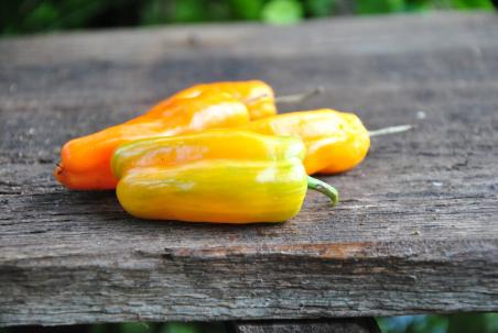 Candy Cane  long (variegated)