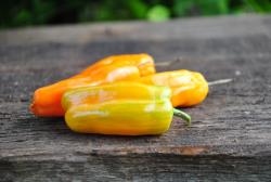 Candy Cane  long (variegated)