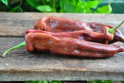 Corne de Taureau Chocolat