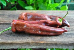 Corne de Taureau Chocolat