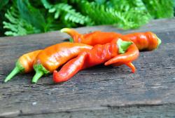 Marconi purple słodka