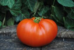 Carol Chycko's Big Paste