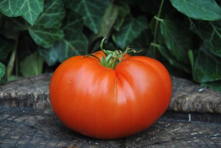 Carol Chycko's Big Paste