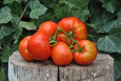 Sunset's red horizon