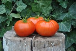 Sunset's red horizon