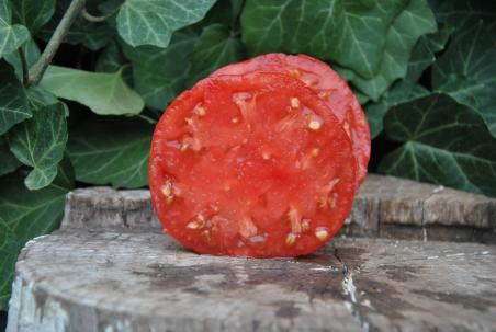 Sunset's red horizon