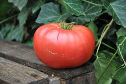 Cindy's west virginia