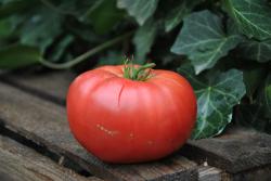 Cindy's west virginia