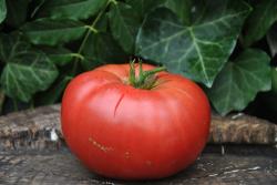 Cindy's west virginia