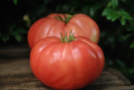 Tsarskiy podarok - Tsar's royal gift