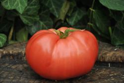 Tsarskiy podarok - Tsar's royal gift