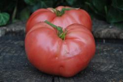 Tsarskiy podarok - Tsar's royal gift