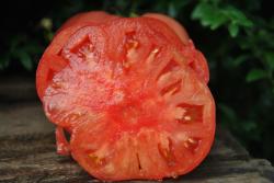 Tsarskiy podarok - Tsar's royal gift