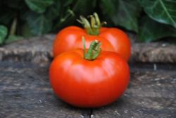 Buckbee's New 50 Day