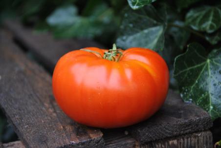 Geante de hutt / Giant of hutt